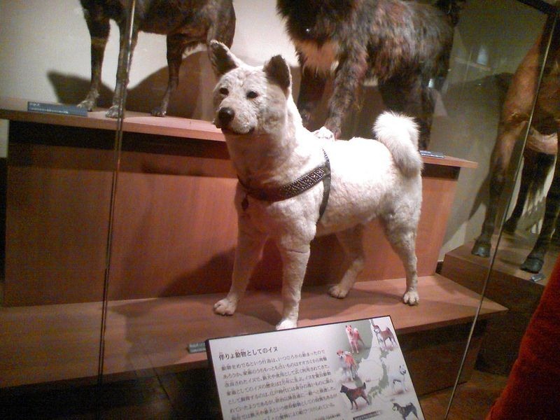 hachiko-8