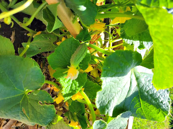 Free Food in Your Garden: Make the Most of Volunteer Plants