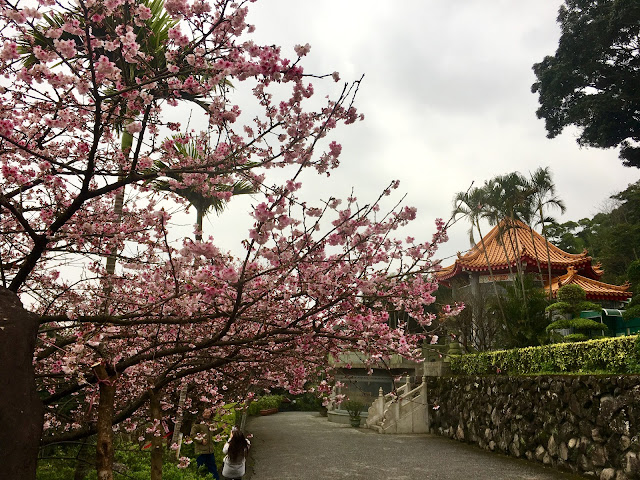 cherry blossom, Wuji TianYuan Temple, New Taipei, Taiwan